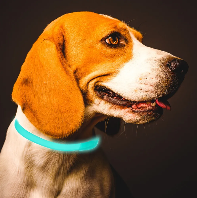 Leuchtendes Floh- & Zeckenhalsband für Katzen & kleine Hunde; 8 Monate Parasitenschutz & Nachtsichtbarkeit.