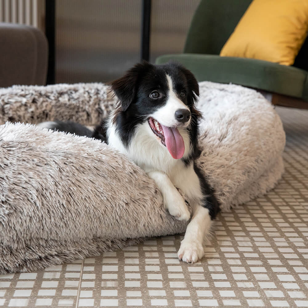 Bequemes orthopädisches Bett für Hunde & Menschen, supergroß. Garantiert tiefe Entspannung.
