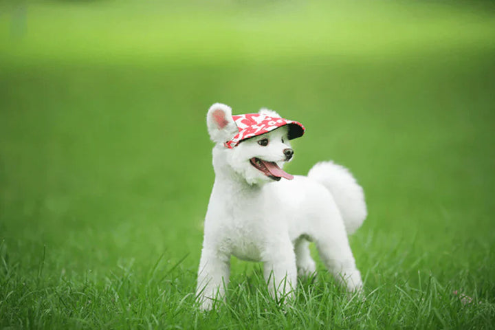 Hunde-Cap für Spaziergänge und Spiel im Freien, mit Sonnenschutz und verstellbarem Riemen.