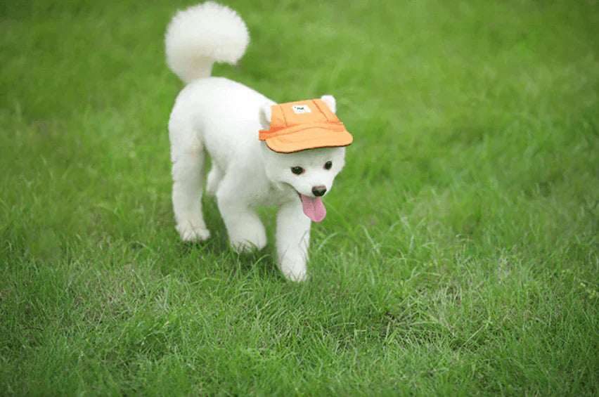 Schicke Hunde-Cap gegen Sonne, schützt die Augen und verleiht Ihrem Haustier einen modischen Look.