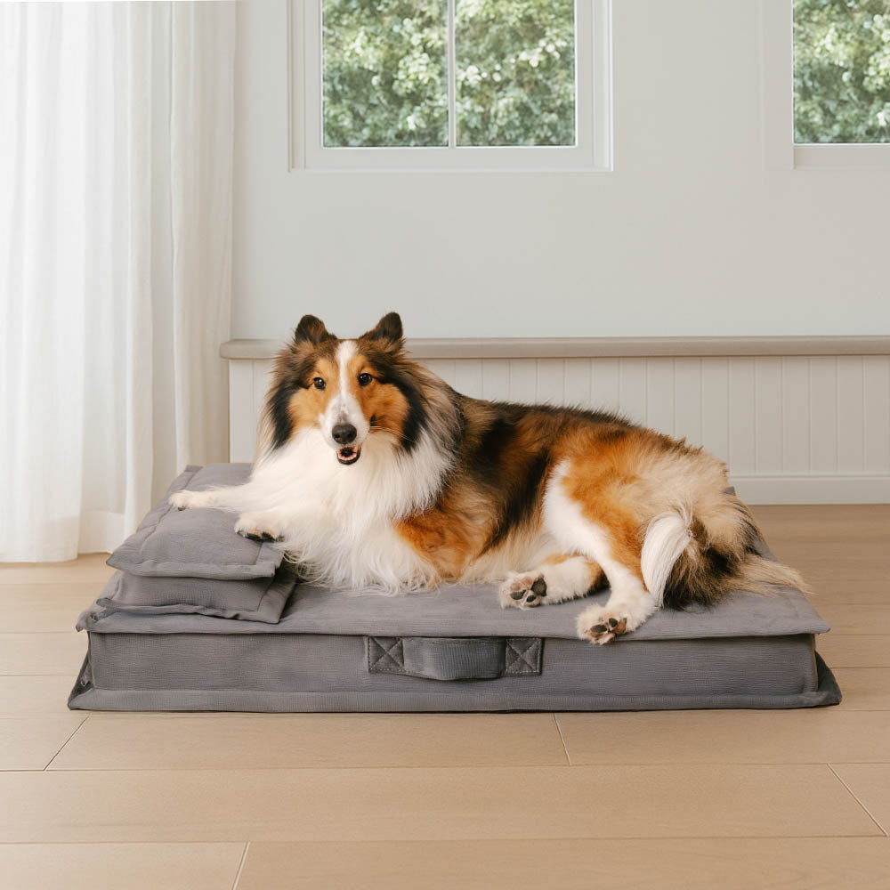 Glücklicher Welpe ruht im weichen orthopädischen Hundebett. Anti-Angst-Effekt & Gelenkentlastung.