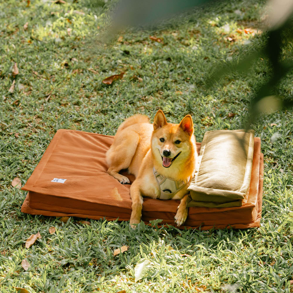 Hund schläft tief und entspannt im orthopädischen Anti-Angst Hundebett mit Gelenkentlastung.