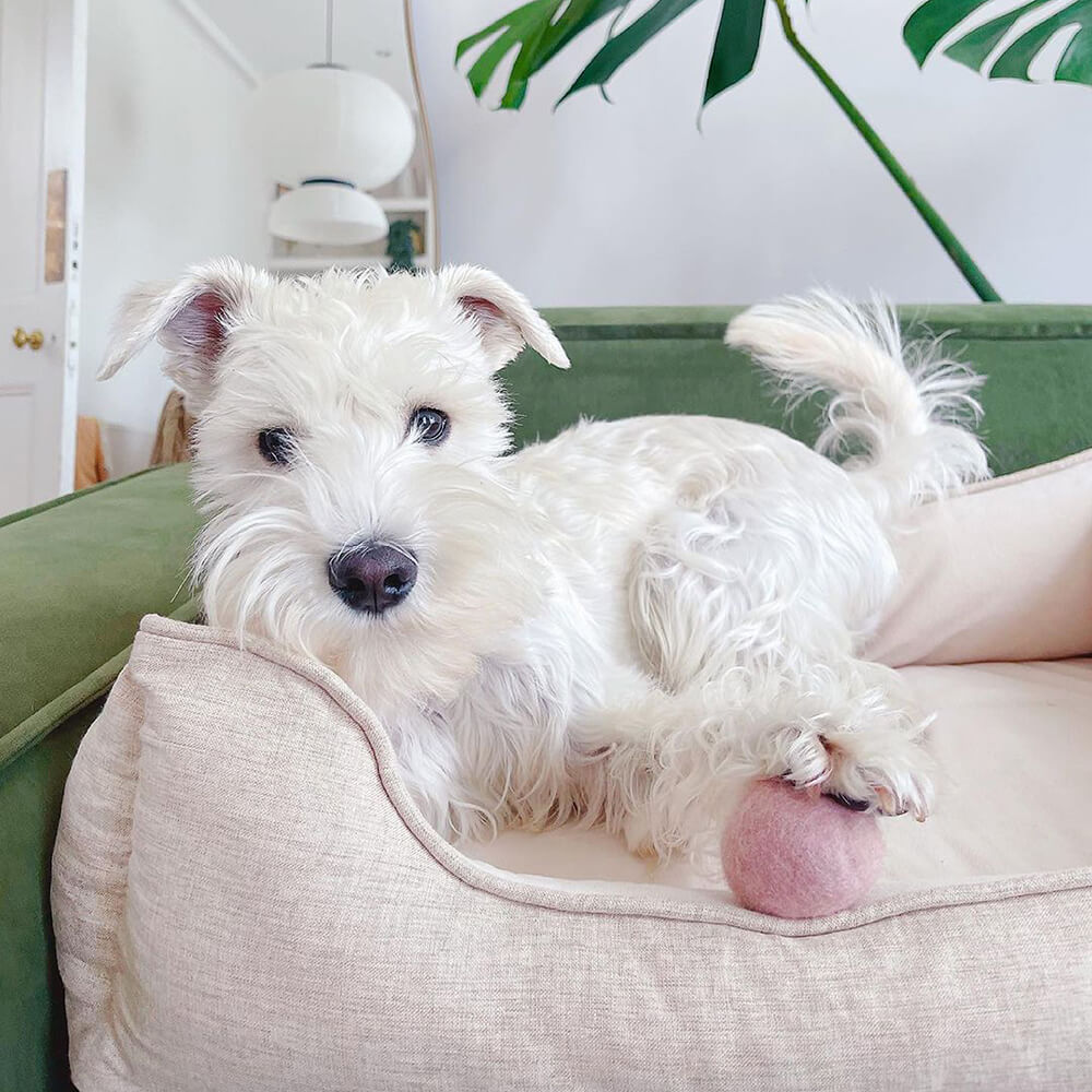 Eckbett für Hunde: Orthopädischer Komfort für alle Hunderassen, weich, waschbar & gemütlich.