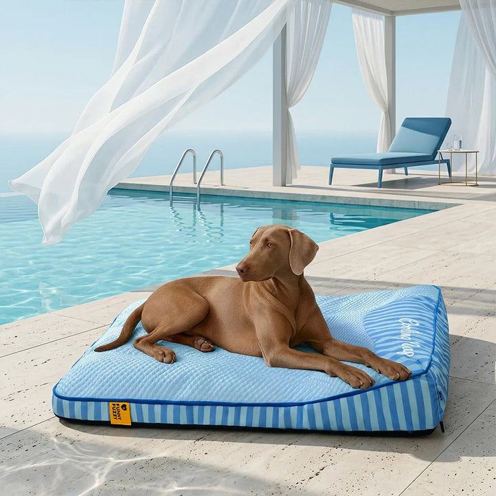 Langlebiges orthopädisches Hundebett, groß, kühlend, waschbar, ideal für anspruchsvolle Hunde.