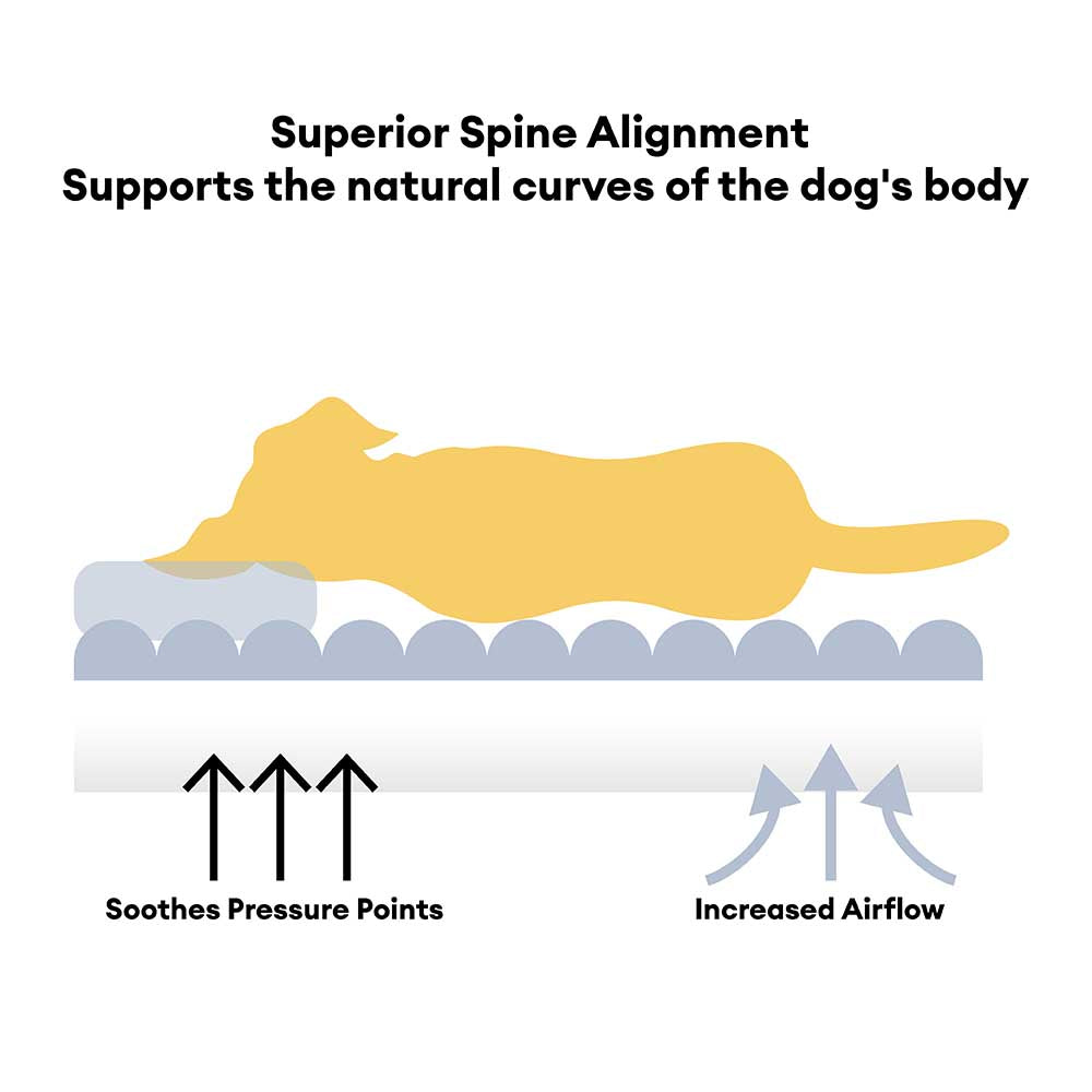 Entspannter Hund im orthopädischen Kuschelbett mit Kopfstütze, unterstützt Gelenke und bietet optimalen Komfort.