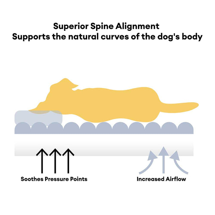 Entspannter Hund im orthopädischen Kuschelbett mit Kopfstütze, unterstützt Gelenke und bietet optimalen Komfort.