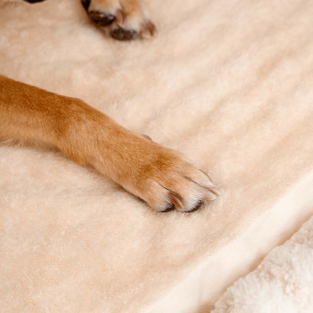 Einladendes gestreiftes Hundebett, bereit für gemütliche Stunden und tiefen, gesunden Schlaf.