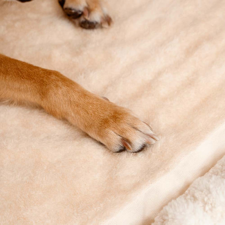 Einladendes gestreiftes Hundebett, bereit für gemütliche Stunden und tiefen, gesunden Schlaf.