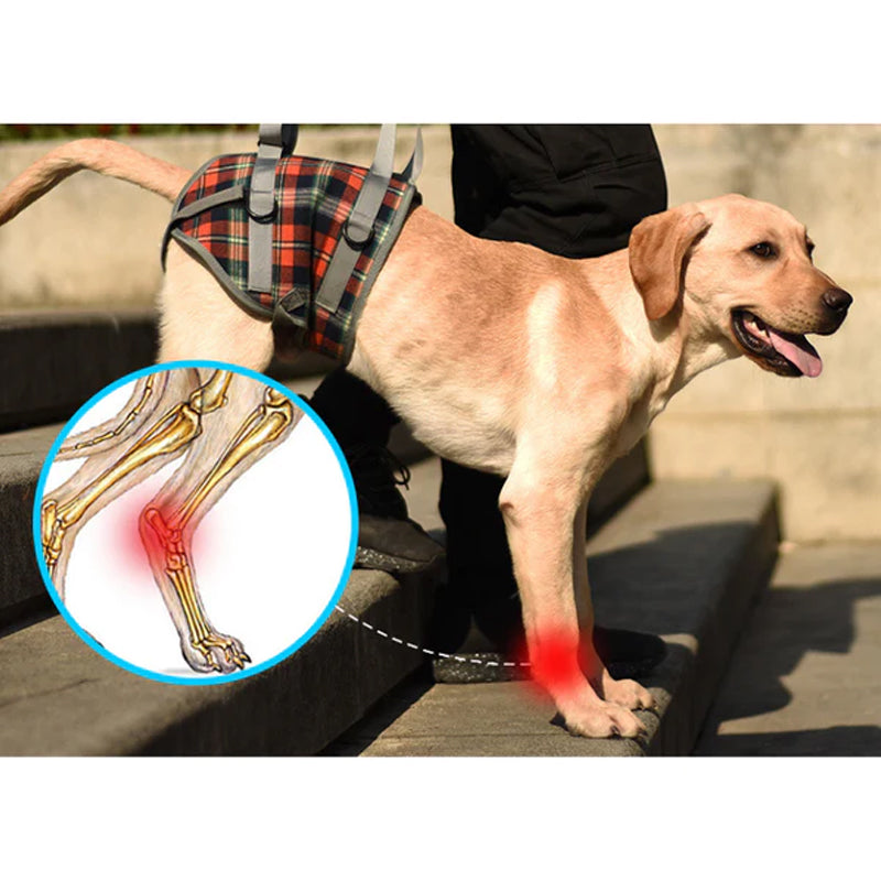 Orthopädisches Hundegeschirr zur Unterstützung der Beine und Mobilität von Hunden.