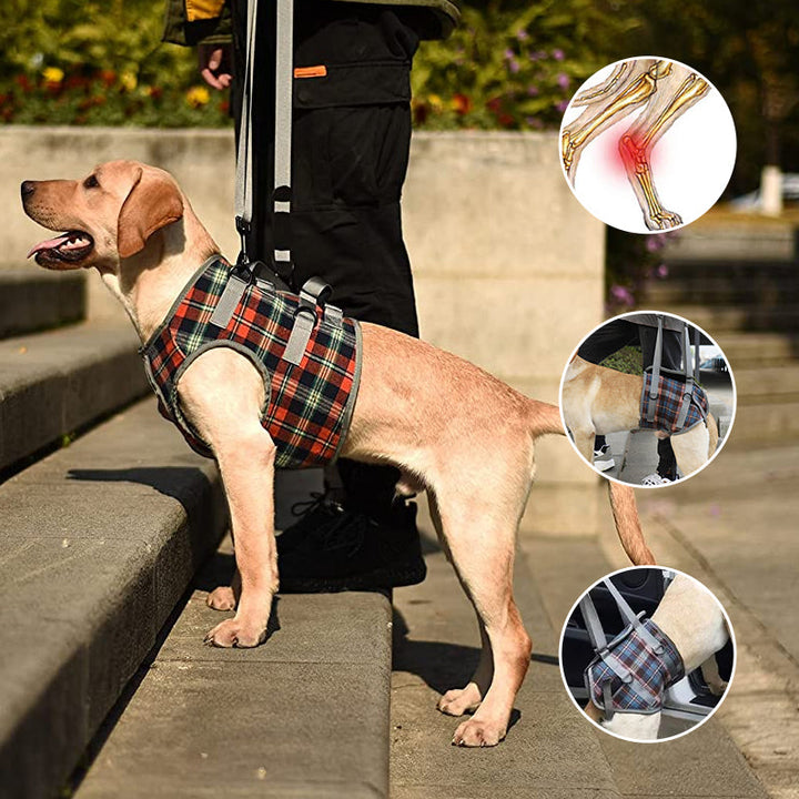 Hundegeschirr für Hüft- oder Knieprobleme, bietet Gelenkunterstützung & Komfort.