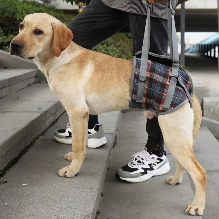 Orthopädisches Hundezubehör: Stützgurt für Rehabilitation & Gehhilfen, maximale Unterstützung.