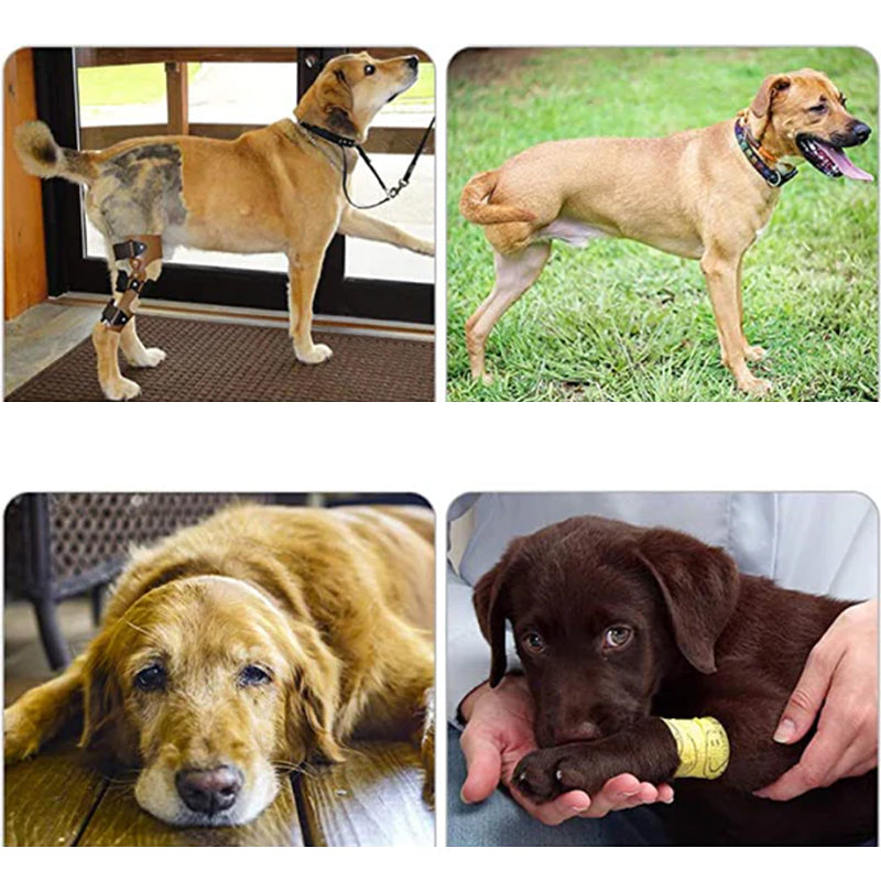 Stützgurt für Vorderbeine, fördert Mobilität & Stabilität bei schwachen Hunden.