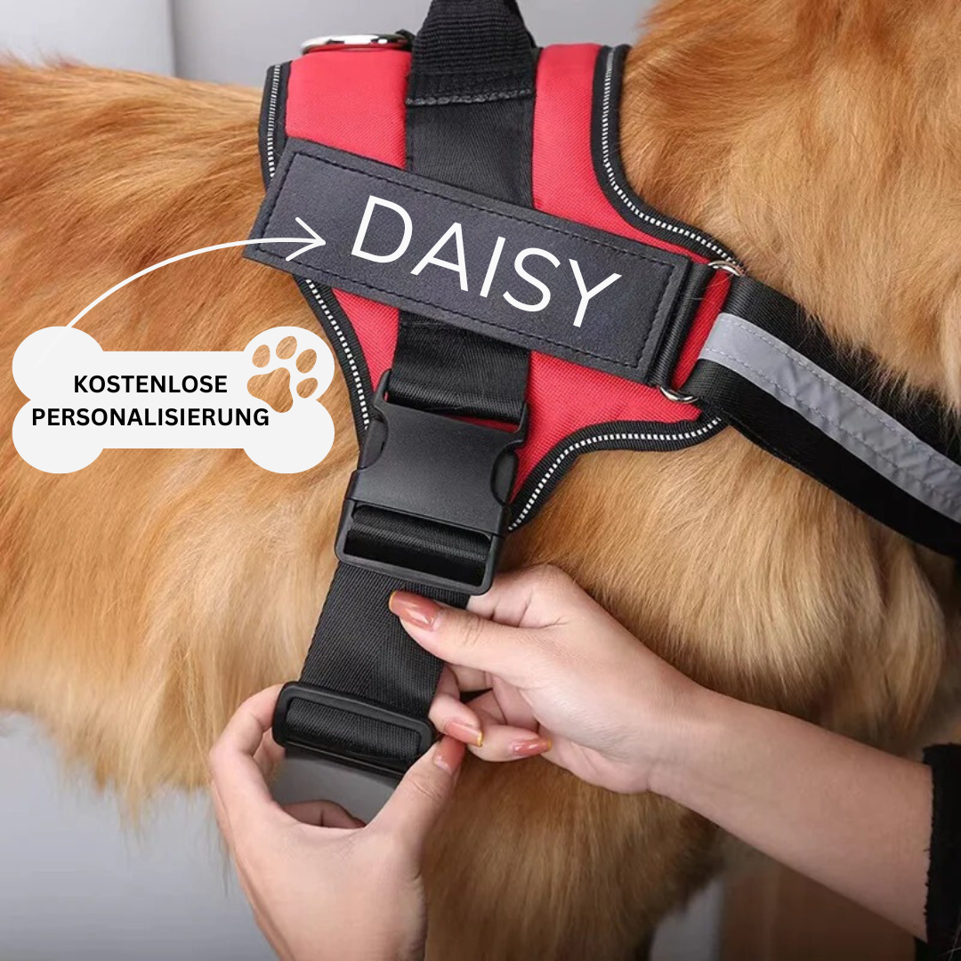 Nahaufnahme des personalisierten Hundegeschirrs mit dem Namen des Hundes und Telefonnummer.