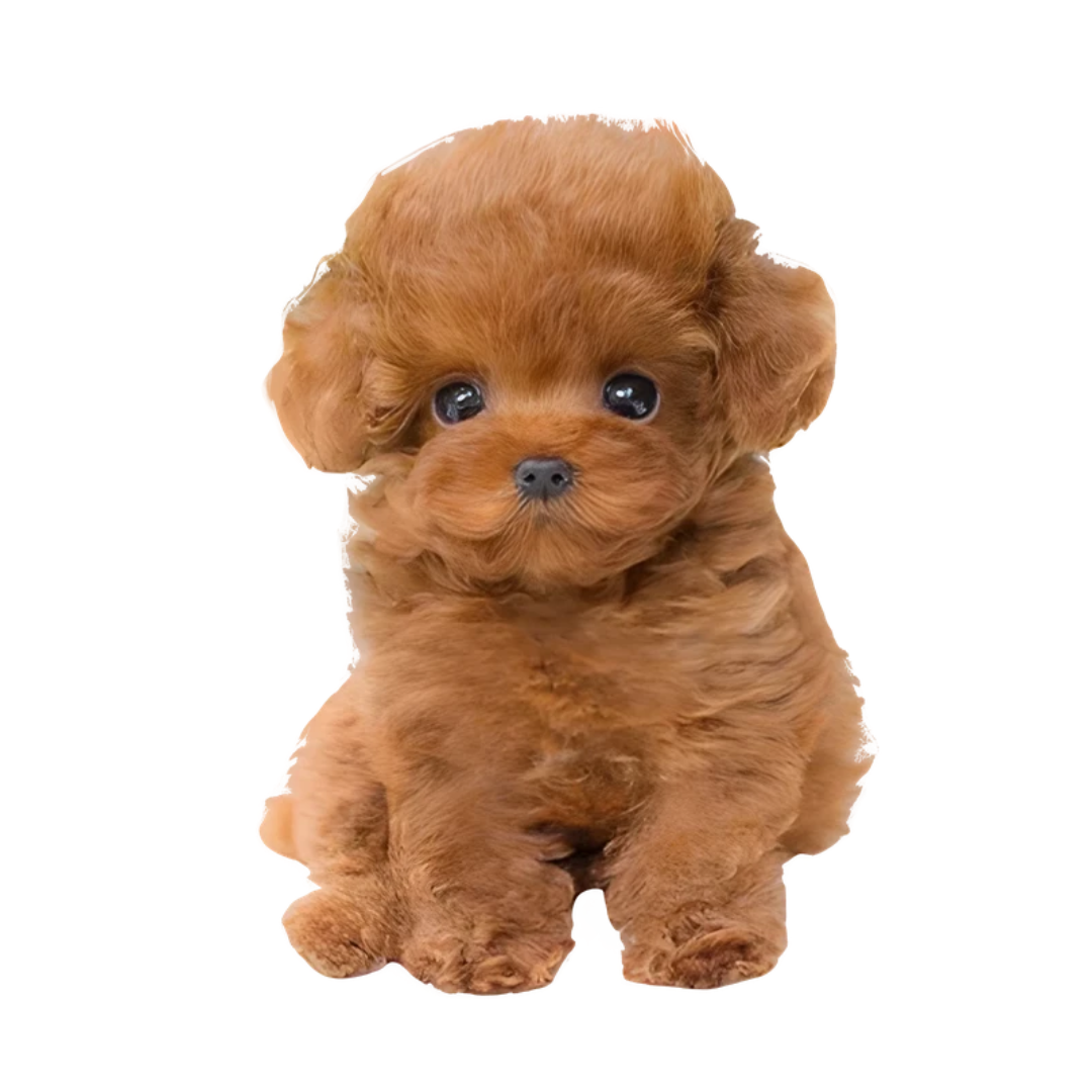 Realistisches Hund Plüschtier, 30 cm, weich und perfekt zum Kuscheln. Süßes Stofftier für Kinder und Deko.