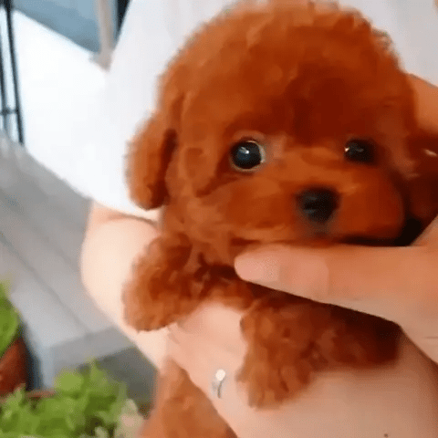 Realistisches Plüschtier Hund, 30 cm. Ideales Geschenk und süße Kinderzimmer Deko für Tierliebhaber und Sammler.
