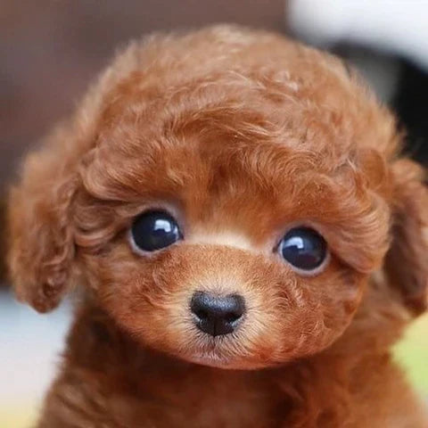 Hochwertiges realistisches Hund Plüschtier, 30 cm. Flauschiges Stofftier für fantasievolles Spiel und als Deko.