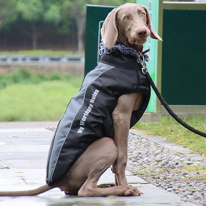 Robuste, reflektierende Hundejacke mit verstellbarem Geschirr für besten Schutz und Komfort des Hundes.
