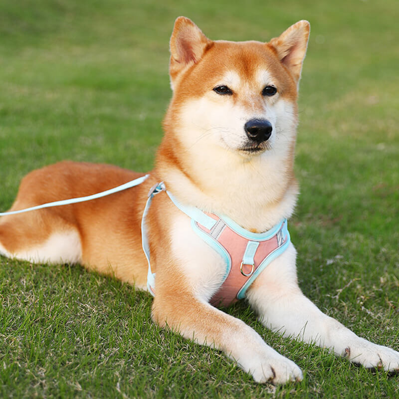 Detailansicht: Atmungsaktives Nylon-Hundegeschirr, reflektierend, mit stabilen Schnallen für Sicherheit & Langlebigkeit.