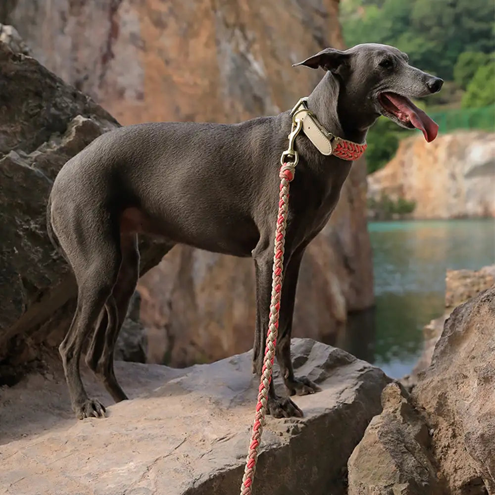 Ergonomische handgewebte Nylon-Hundeleine, komfortabler Griff, für aktive Spaziergänge mit großen Hunden.