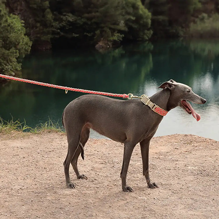 Robuste, reißfeste Nylon-Führleine, handgewebt für extra Stärke, für sichere Spaziergänge mit großen Hunden.