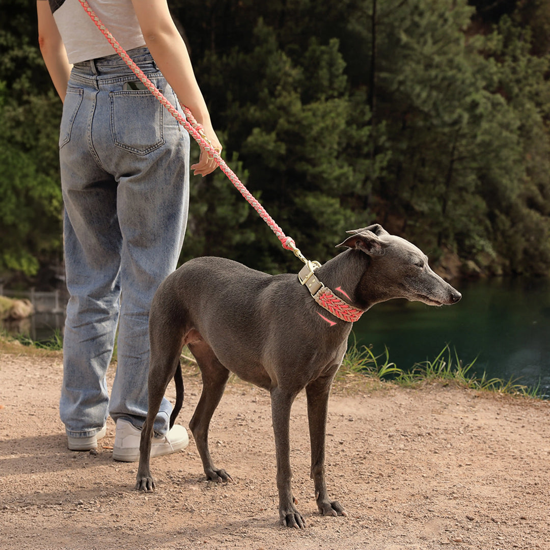Praktische Nylon-Hundeleine, strapazierfähig & pflegeleicht, für mittelgroße & große Hunde, Haustierbedarf.