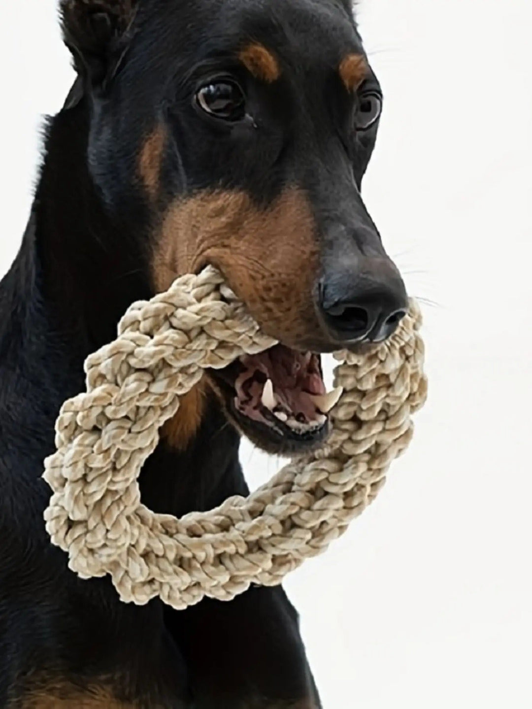 Robustes Hundespielzeug Seil aus Baumwolle für Zerrspiele & Zahnpflege. Ideal für große aktive Hunde.