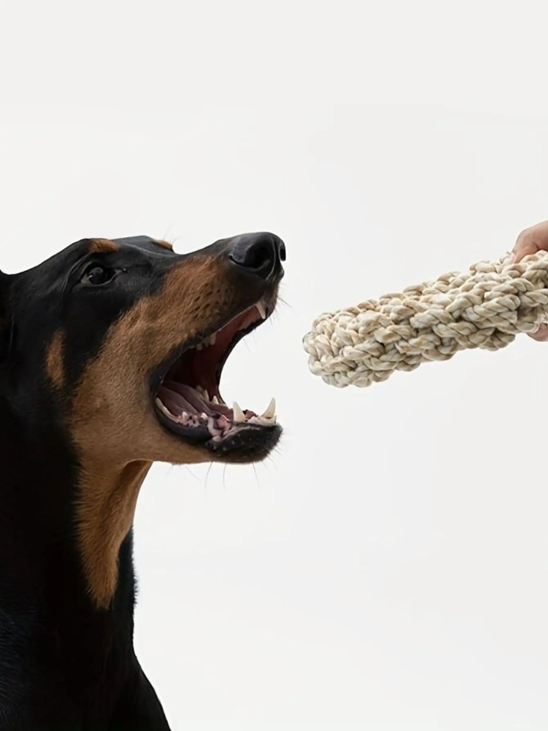 Hochwertiges Hundespielzeug: robustes Kauseil aus Baumwolle als Zerrspielzeug. Ideales Tierbedarf für aktive Hunde.