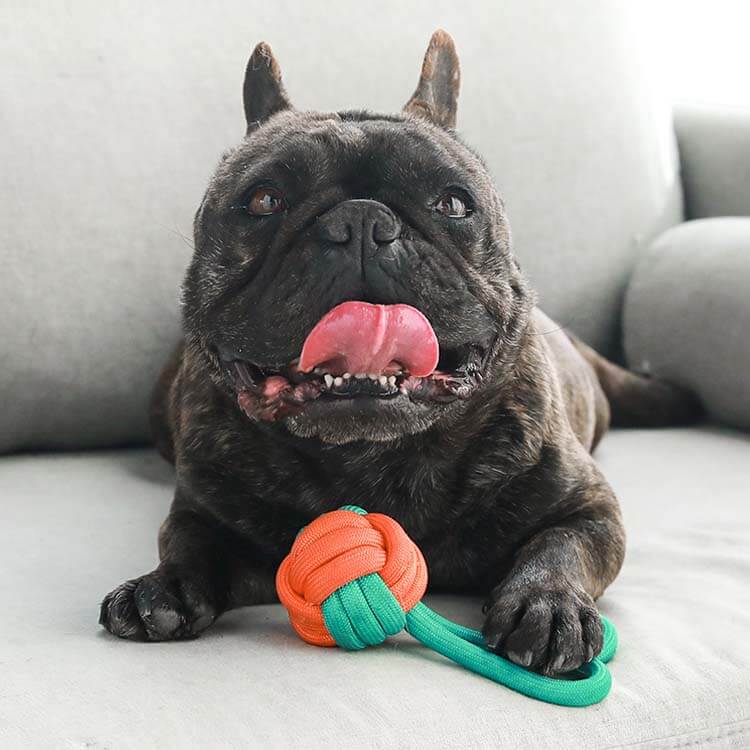 Detailansicht des robusten Seilknoten Hundespielzeugs, ideal für Welpen & erwachsene Hunde.