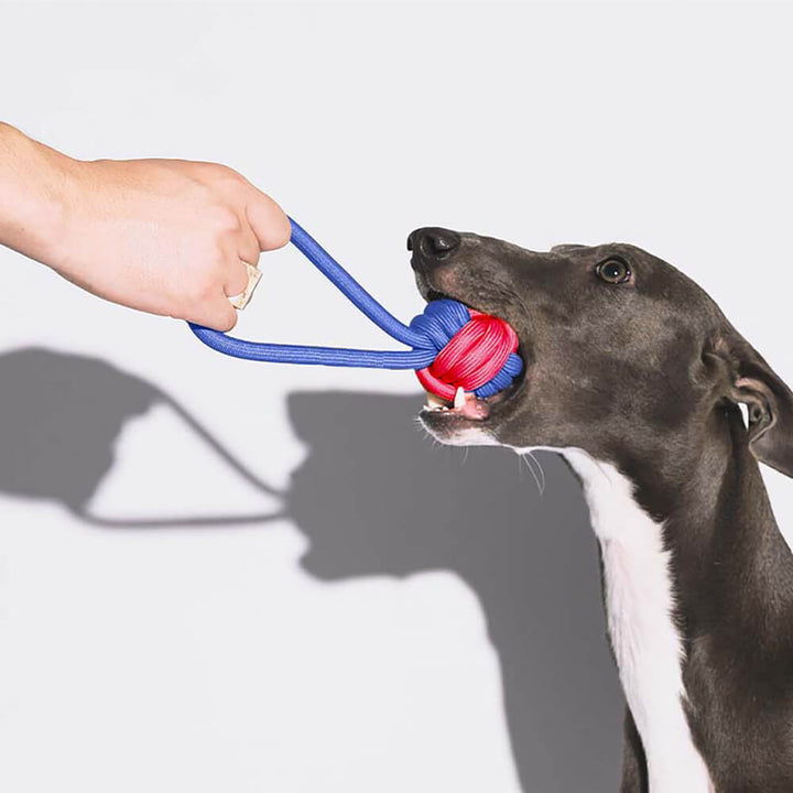 Set robuster Seilspielzeuge für Hunde, verschiedene Formen zum Kauen und Spielen.