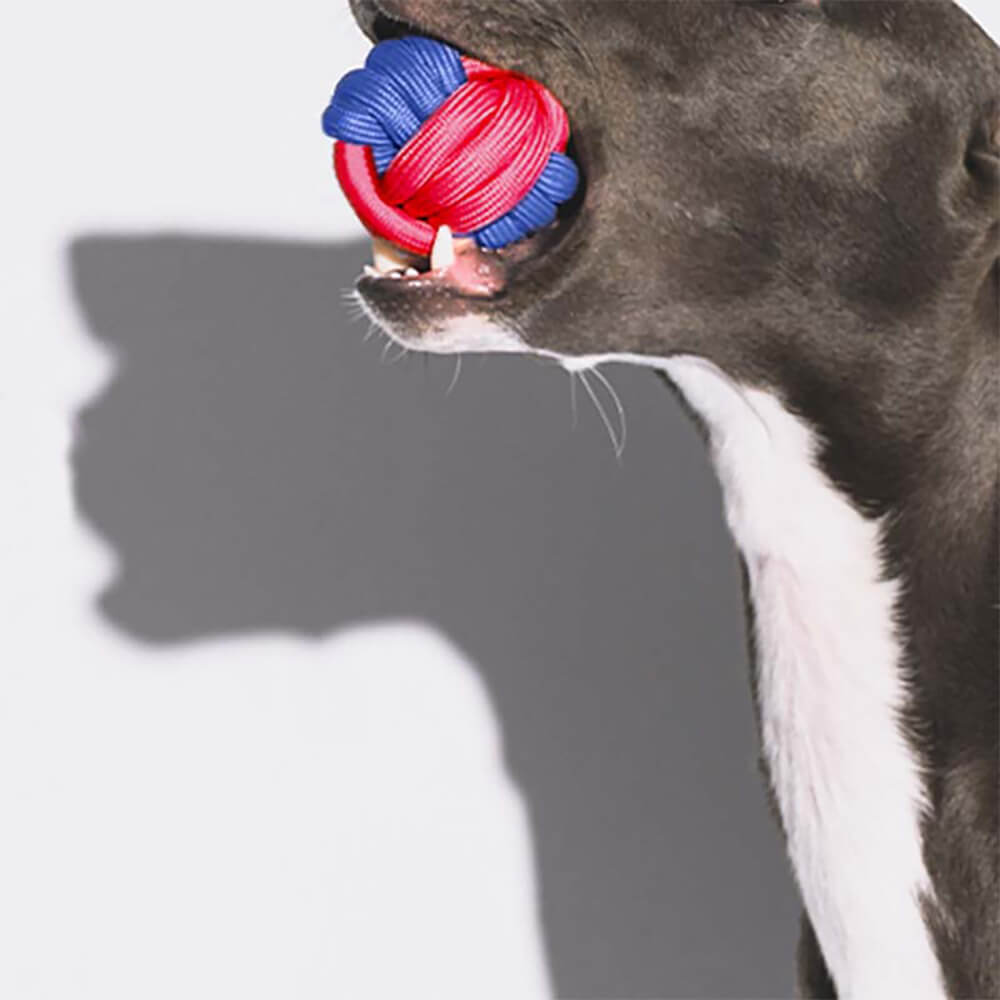 Interaktives Hundespielzeug-Set mit Seilen für Ziehspiele und den Abbau von Energie.