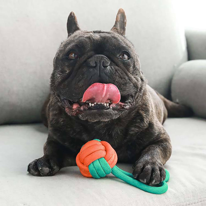 Robustes Seil-Hundespielzeug mit Knoten, perfekt für Zahnpflege und starken Kauer.