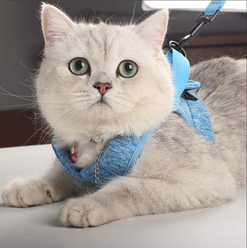 Blaues Katzengeschirr Set mit passender Leine. Robustes Sicherheitsgeschirr für sichere Outdoor-Erlebnisse.