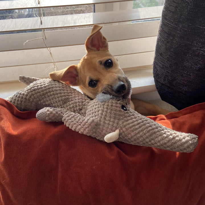 Robuster Löwen-Kauspaß für Hunde. Dieses Zahnpflege-Hundespielzeug ist beissfest und tierfreundlich.