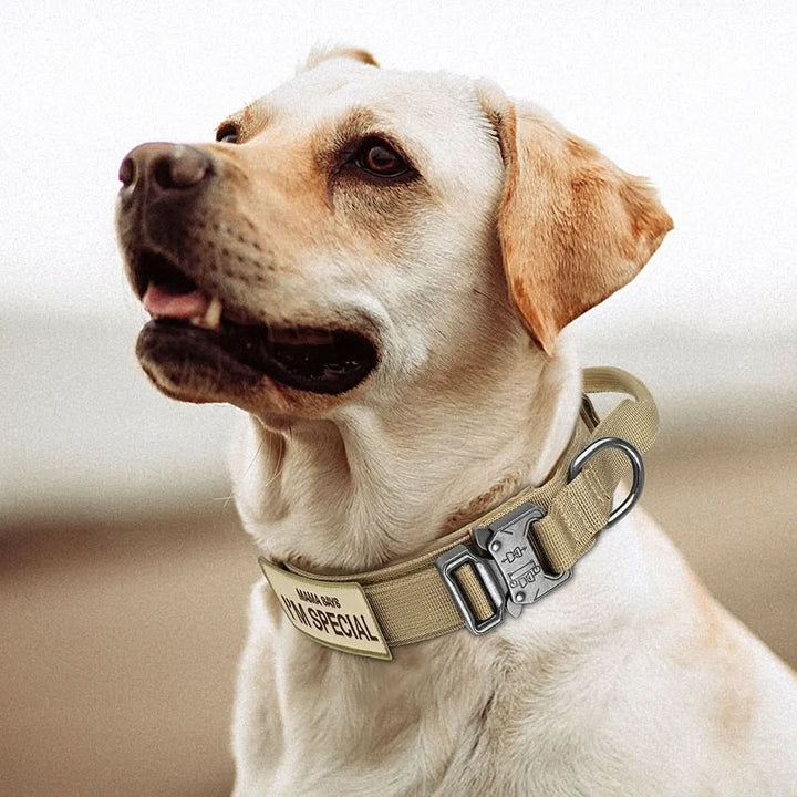Strapazierfähiges Nylon Hundehalsband Set, wetterfest & komfortabel, für sicheres Training & Alltagseinsatz.
