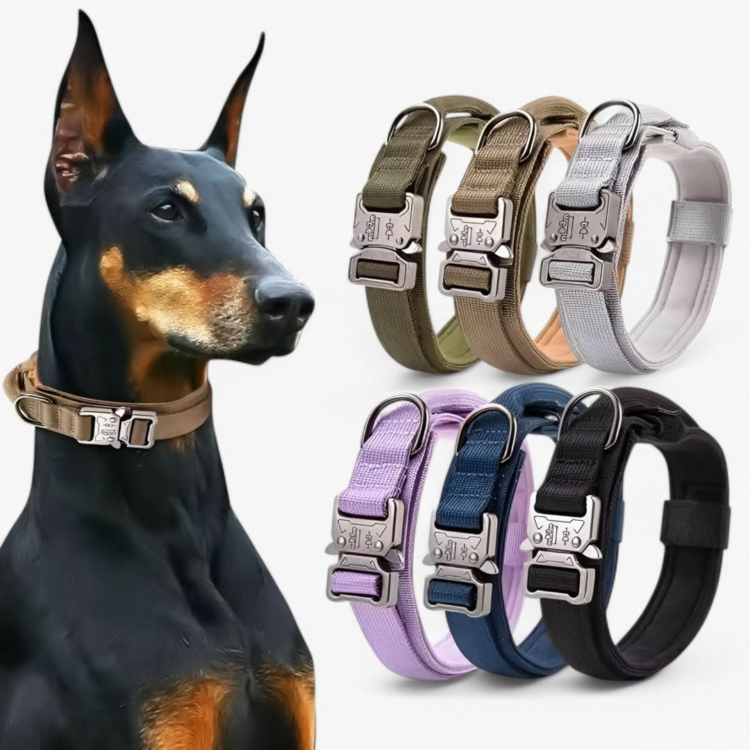 Hochwertiges Hunde Halsband Set aus Nylon für Training und täglichen Gebrauch, komfortabel & sicher.