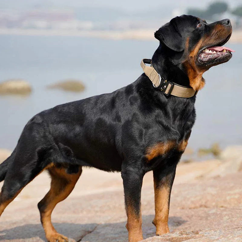 Taktisches Hundehalsband für große Hunde, robustes Nylon mit gepolstertem Griff für optimale Führung & Sicherheit.
