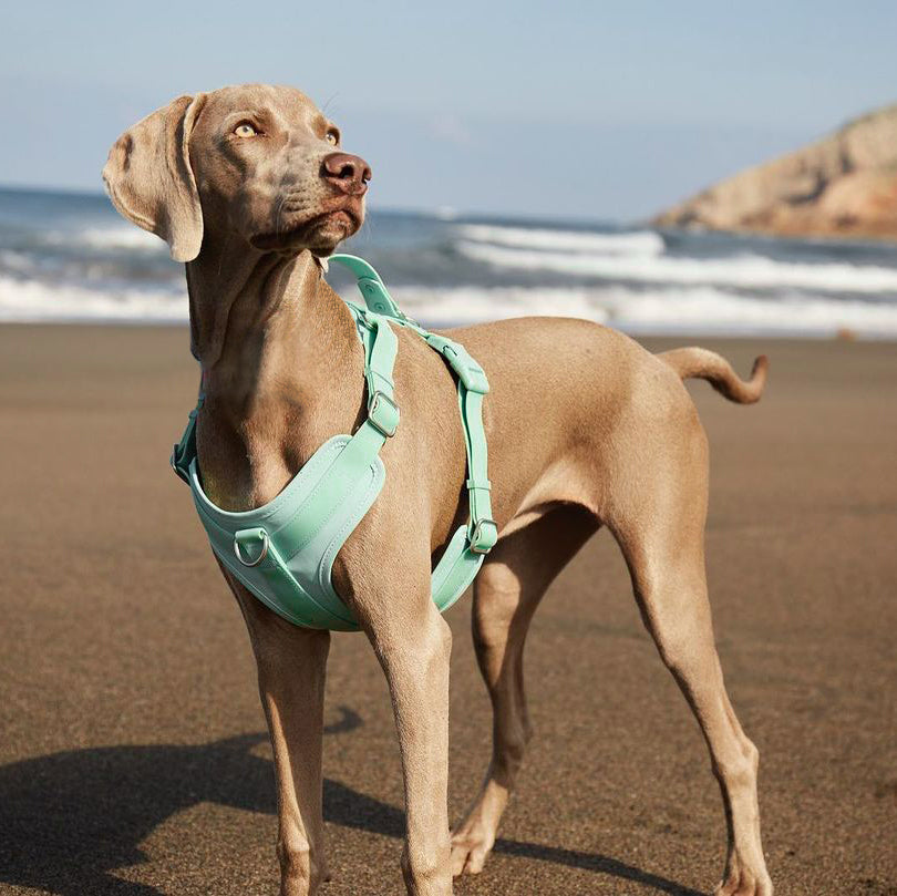 Robustes, wasserdichtes Hundegeschirr aus reißfestem Gummi, antibakteriell für Outdoor-Abenteuer.
