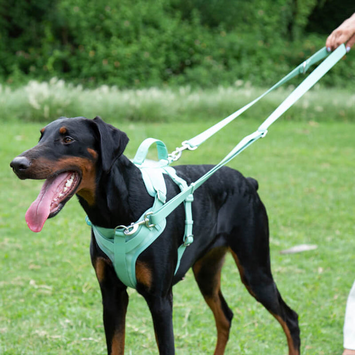 Sicheres, wasserdichtes Hundegeschirr aus antibakteriellem Gummi. Reißfest für aktive Hunde.
