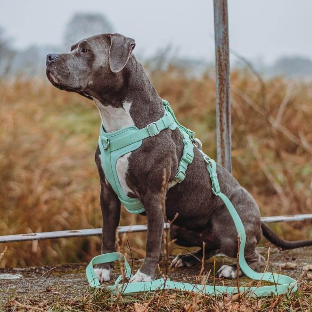 Minzgrünes, wasserdichtes Hundegeschirr aus reißfestem Gummi, robust und antibakteriell für Hunde.