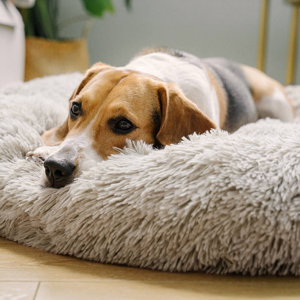Kuscheliges, rundes Hundebett aus Plüsch. Gemütlicher, warmer Schlafplatz für entspannte Haustiere.