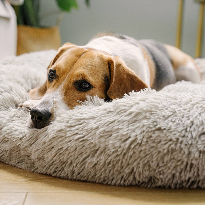 Kuscheliges, rundes Hundebett aus Plüsch. Gemütlicher, warmer Schlafplatz für entspannte Haustiere.