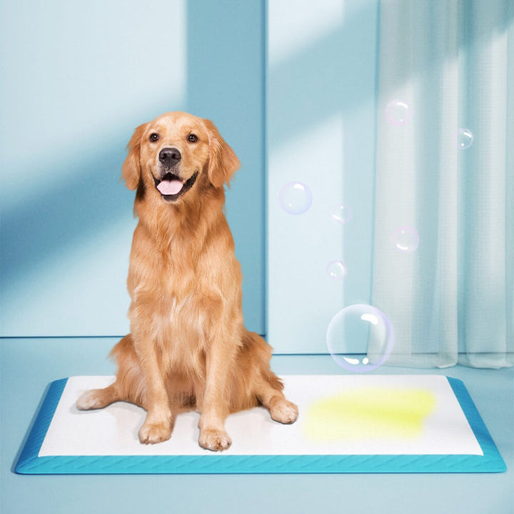 Hygienische Pipi-Pads für junge Welpen & kranke Hunde; schützt Böden vor Nässe.
