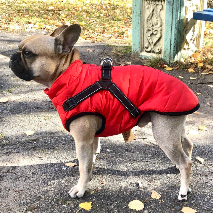Schwarze Hundejacke mit integriertem Geschirr. Wasserabweisend & winddicht für Outdoor-Abenteuer.