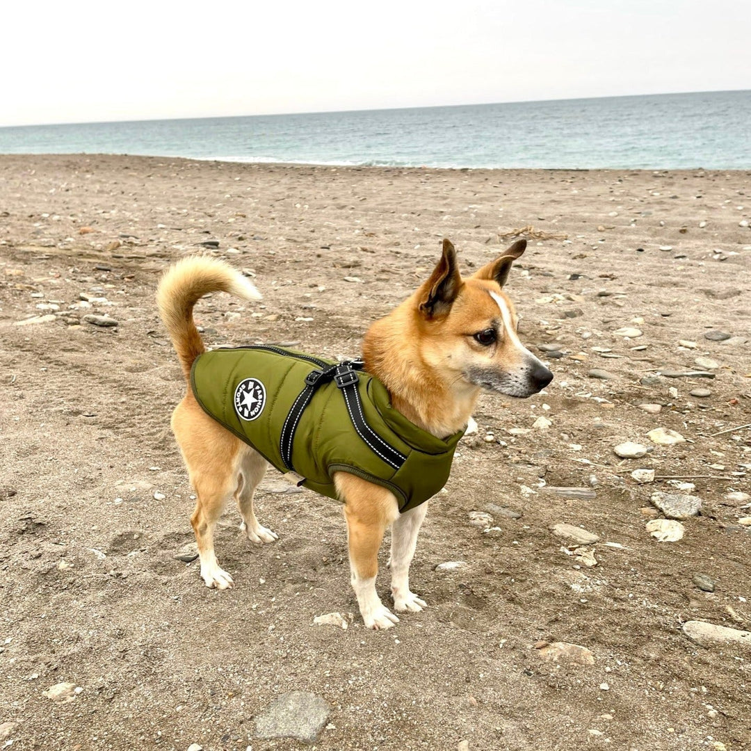 Premium Hundejacke mit Geschirr. Wasserdicht, winddicht & komfortabel für große Hunde.