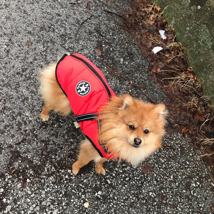 Verstellbare Hundejacke mit Geschirr, wind- & wasserabweisend. Optimale Passform.