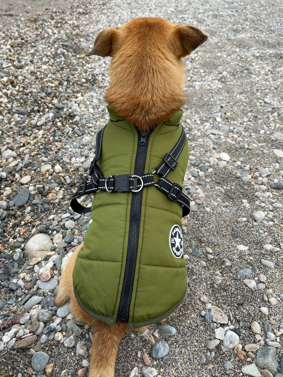 Outdoor-Hundebekleidung: Wind- & wasserabweisende Hundejacke mit sicherem Geschirr.