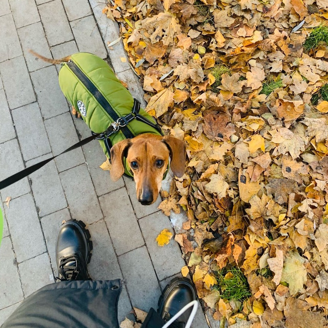 Stylische Herbstjacke für Hunde mit Geschirr. Hält warm & trocken bei jedem Wetter.