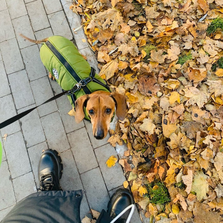 Stylische Herbstjacke für Hunde mit Geschirr. Hält warm & trocken bei jedem Wetter.