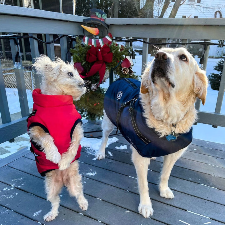 Warme, atmungsaktive Hundejacke mit Geschirr für Spaziergänge im Herbst & Winter.