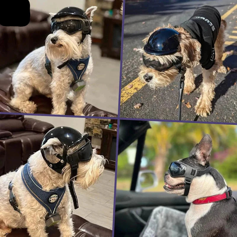 Schwarzer Hundehelm und passende Hundebrille für optimalen UV-Schutz und Augenschutz beim Outdoor-Hund.